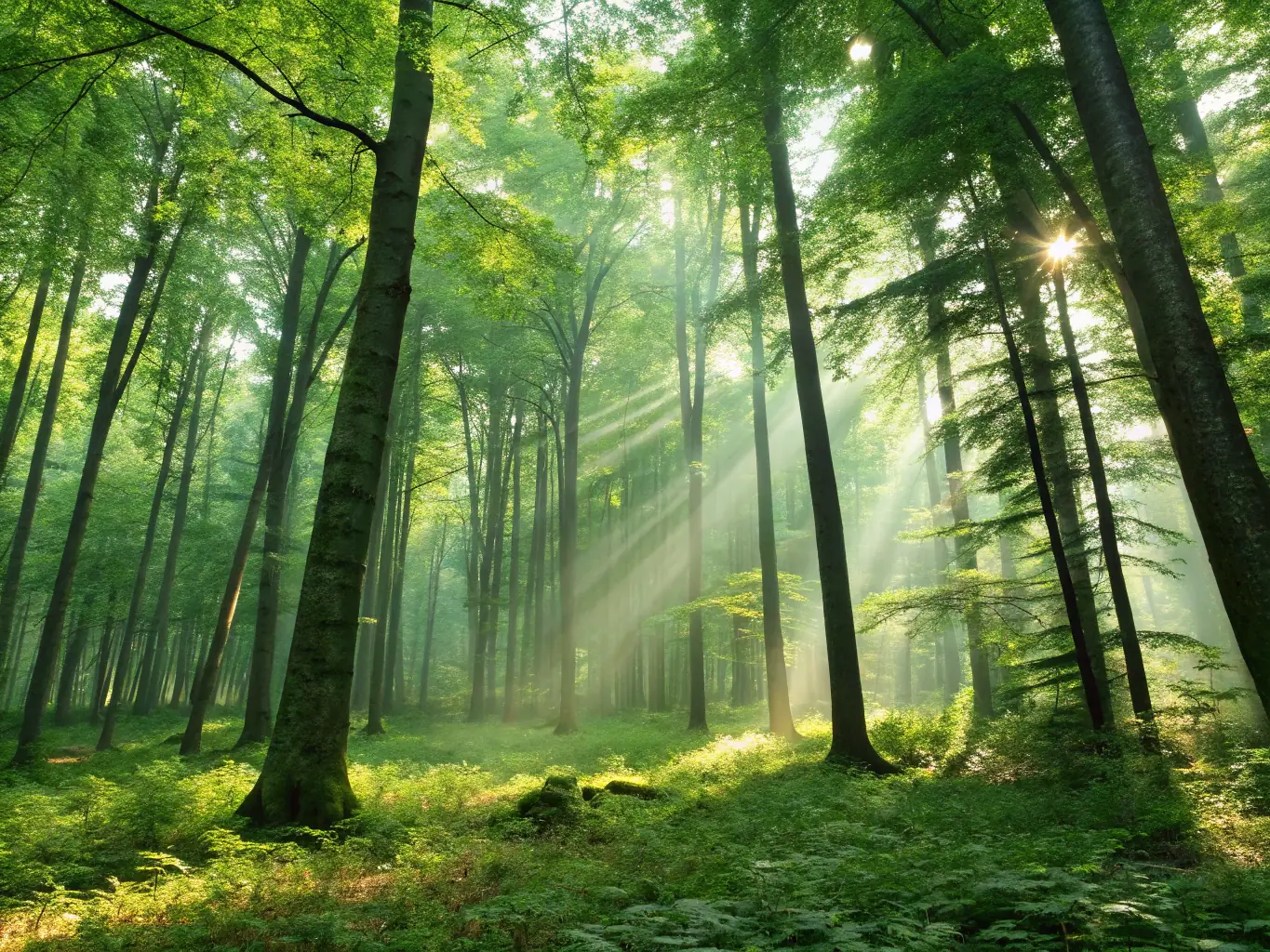 A lush green forest with sunlight filtering through the trees, symbolizing the beauty and importance of natural spaces.